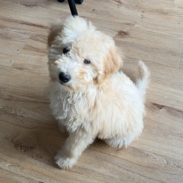 Sammy