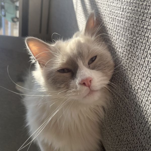 Loki