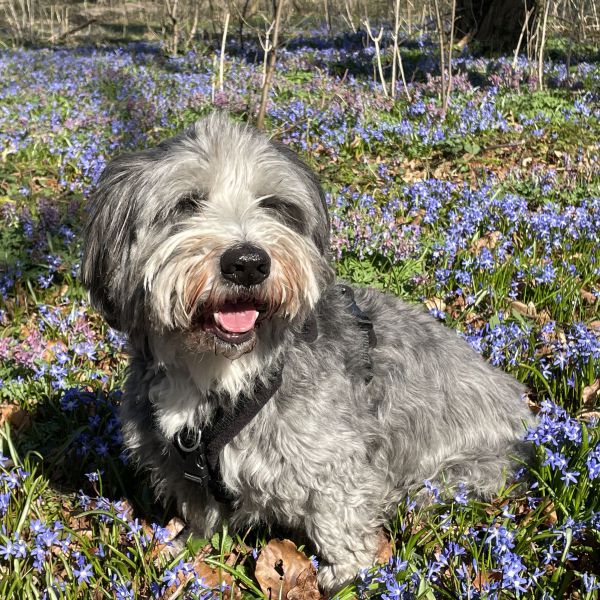 Cooper