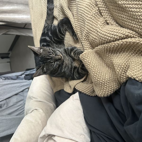 Shrimpy