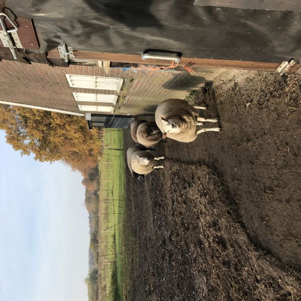 Wieteke, Evi, Juut en Juul