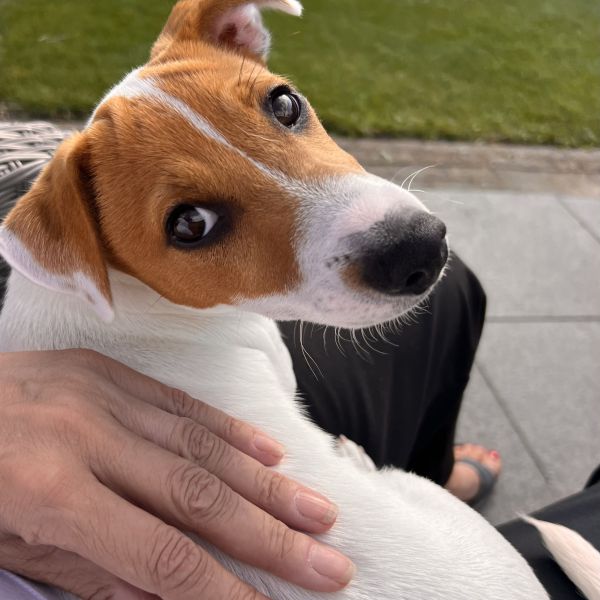 Jack