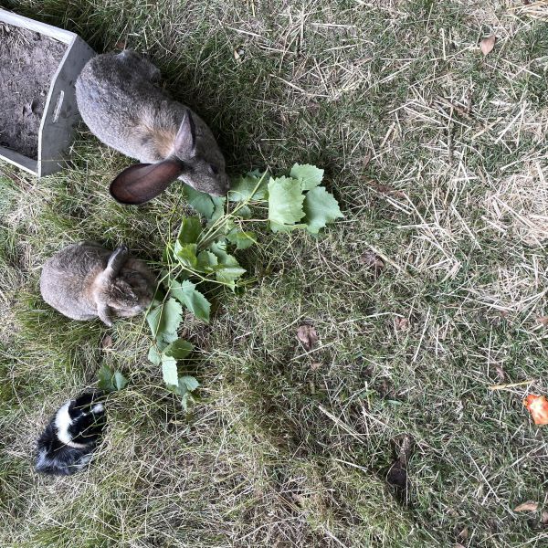 Oinkie