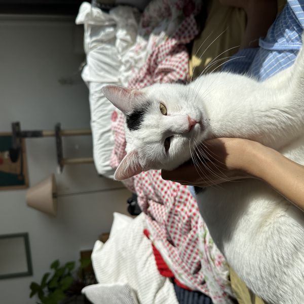 Lumi