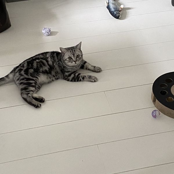 Harvey