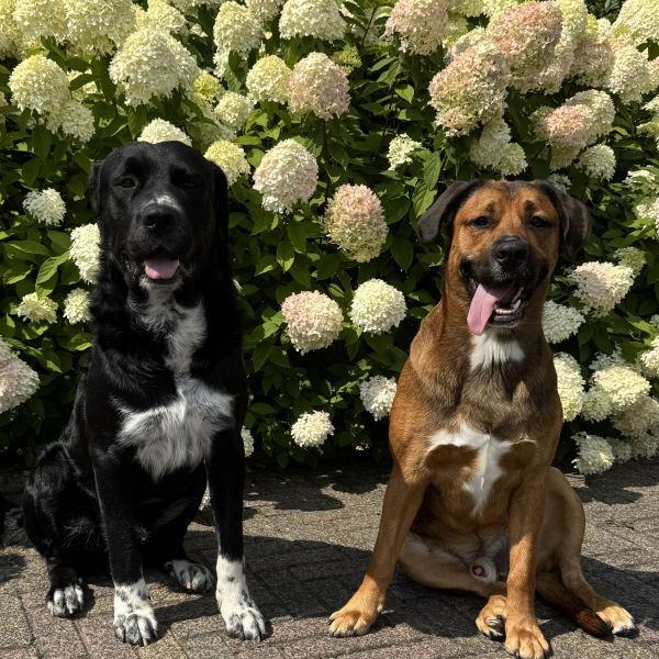 Gijs en Rosco