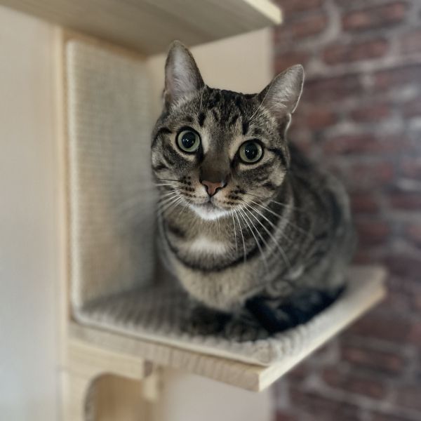 Loki