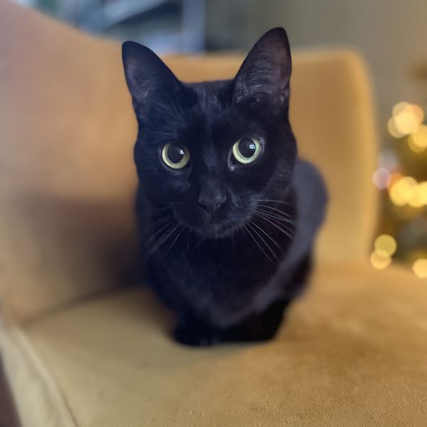 Elphie