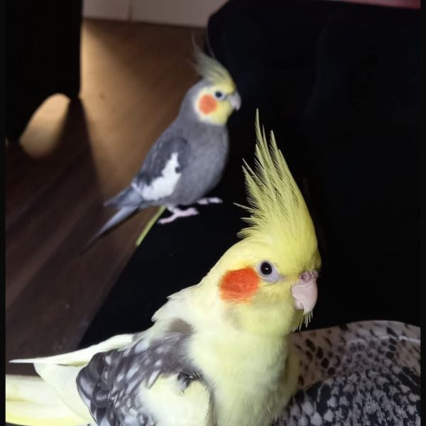 Whisky en Kees