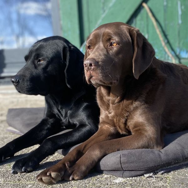 2 labradors