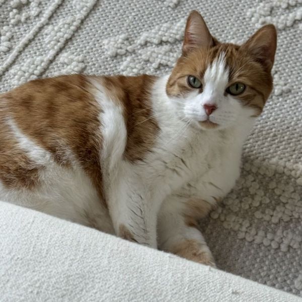 Noortje
