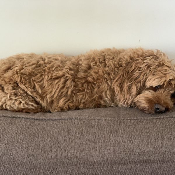 Strudel