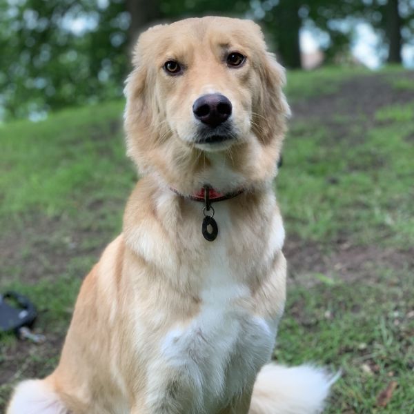 Indi