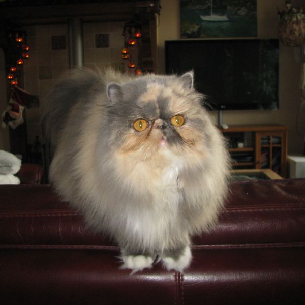Lizzy