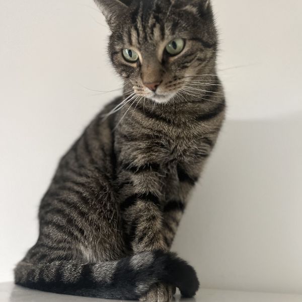 Tijger