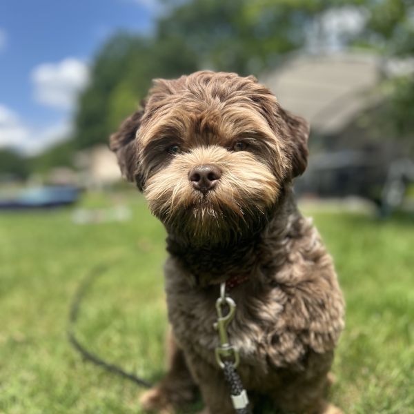 Ollie