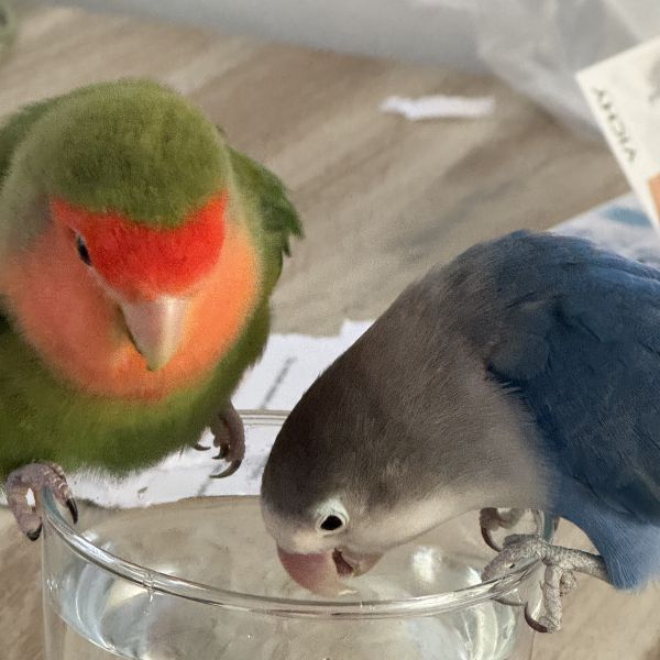Woodie en Kiki