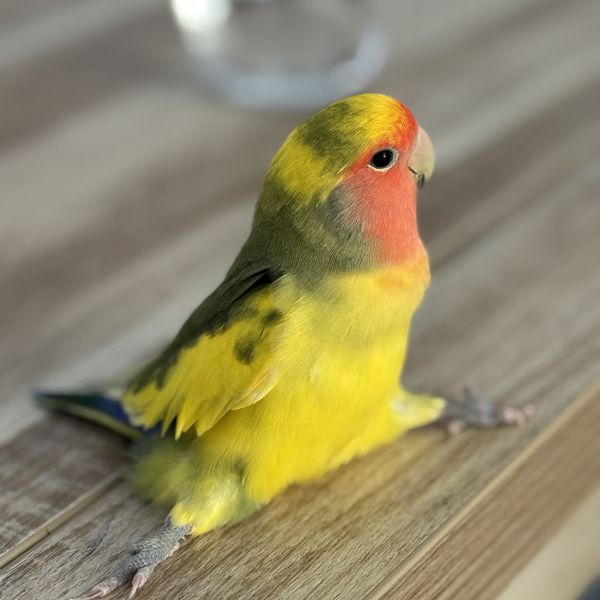 Mango