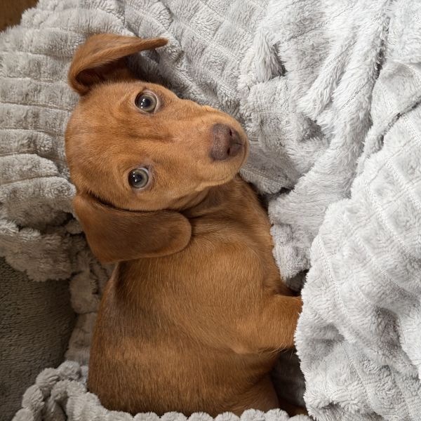 Dobbie