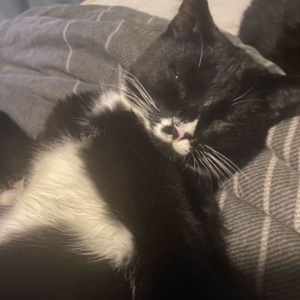 Merlin