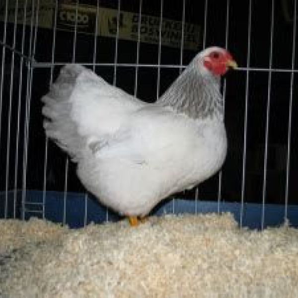 Koppen, eenden en konijnen