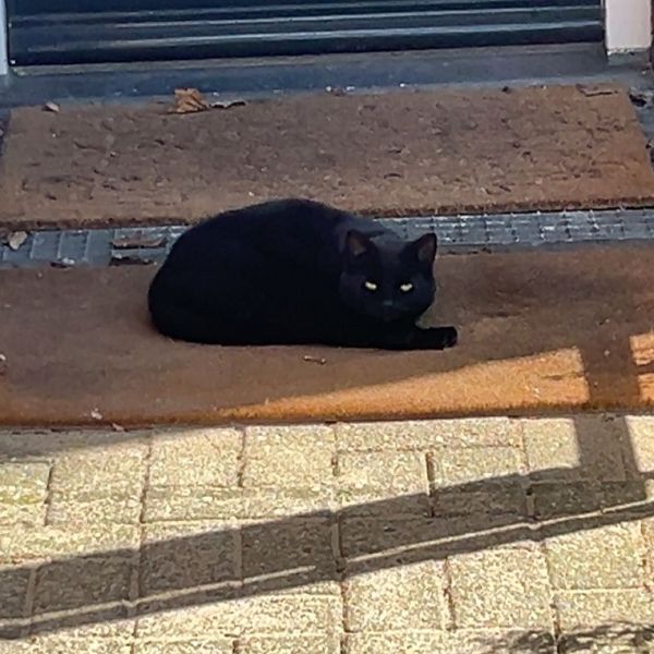 Poes
