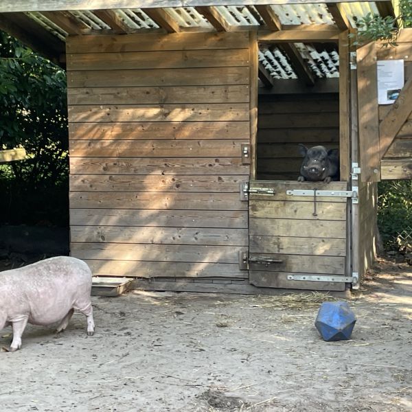 Göttinger varkens