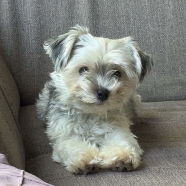 Bella