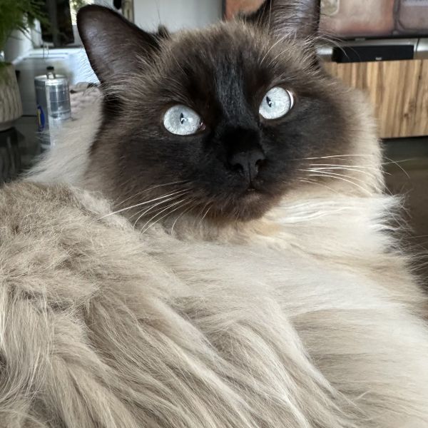 Mochi