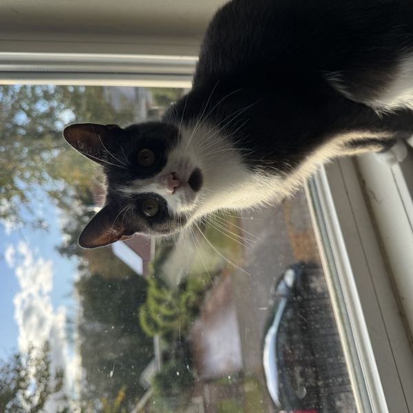 Kitty