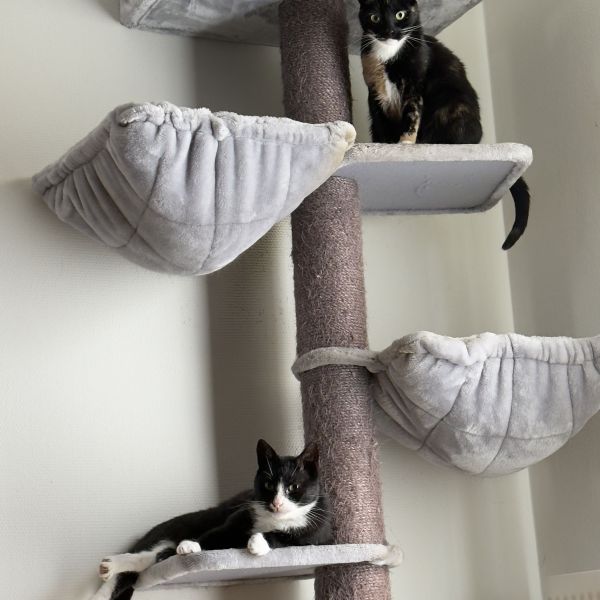 Poes