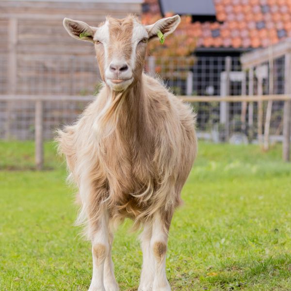 Wietske