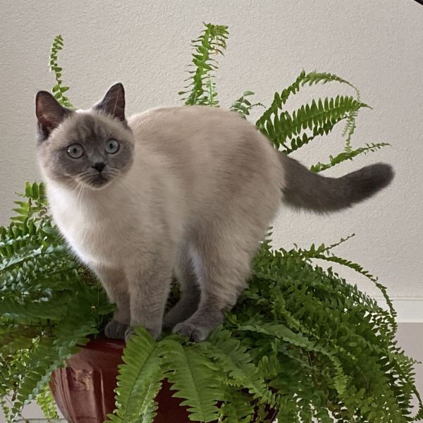 Fény