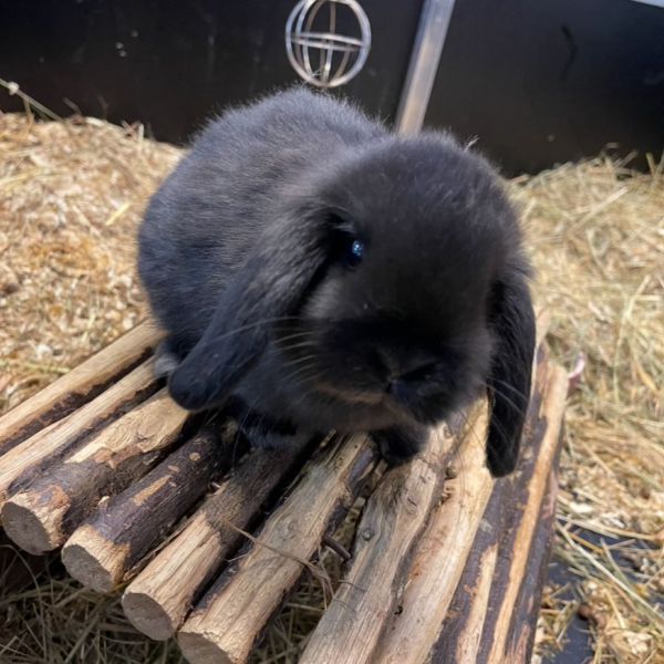Bambie