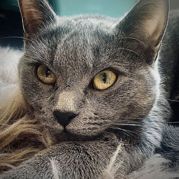 Miya
