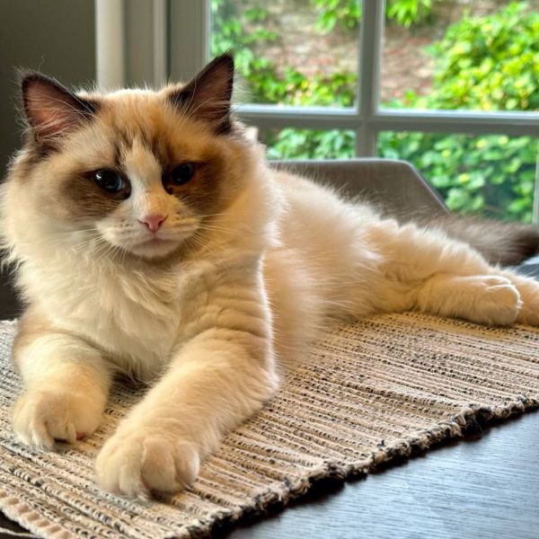 Lila