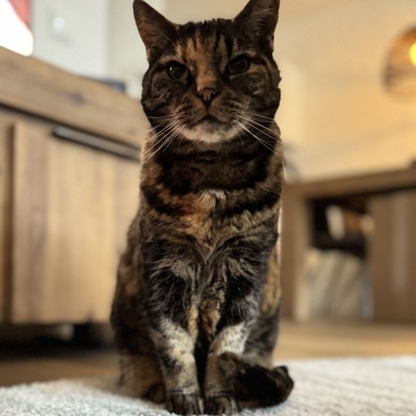 Kiara