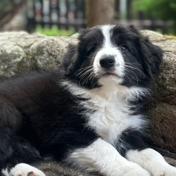 Elvis