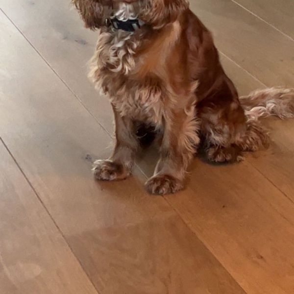 Brutus
