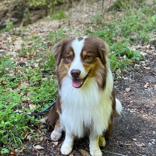 Spot