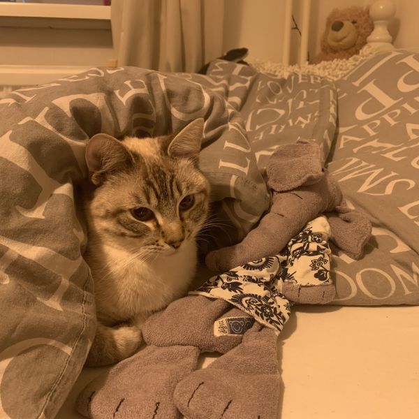Simba