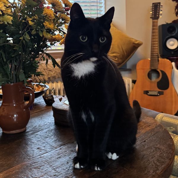 Bowie