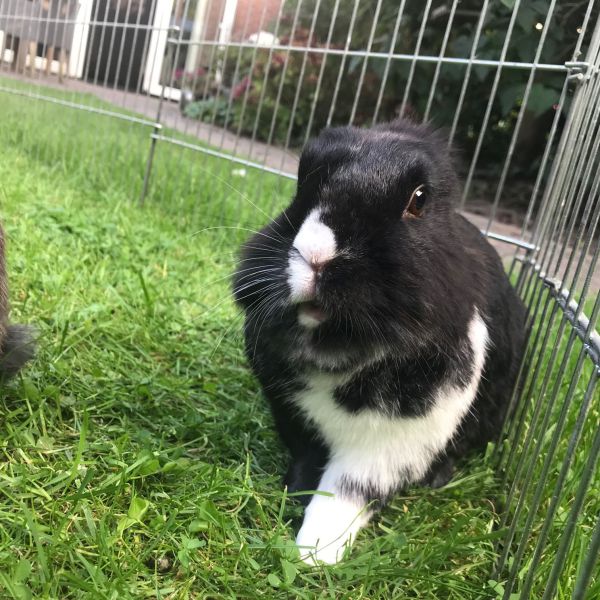 Oreo