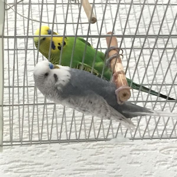 Indy en Luca