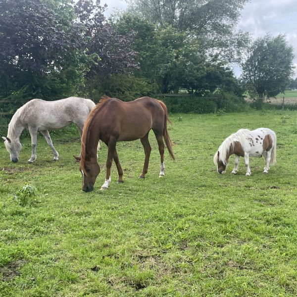 Paarden