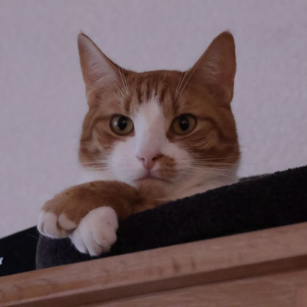 Joep