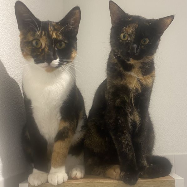 Nola &amp; nela