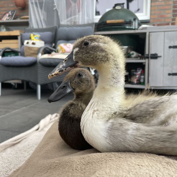 Jumpy en wobbely (loopeenden)