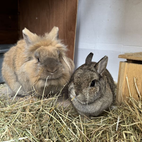 Alvin &amp; Dora