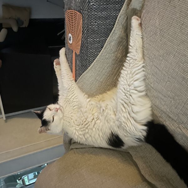 Hatsjie